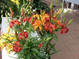 Foto: Dr. Peter Müller